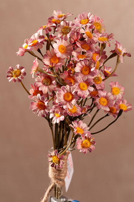 F413-P Dry Daisy Bundle 27 cm růžová